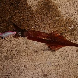 今期最高でした